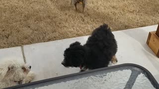 Puppies play time!