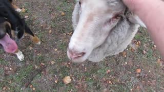 Woman gets knocked over by overly-friendly lamb