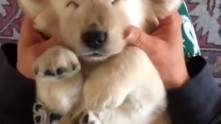 Super relaxed puppy enjoys thorough massage