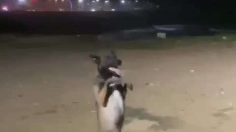 Cute dog dance|funny dog dance
