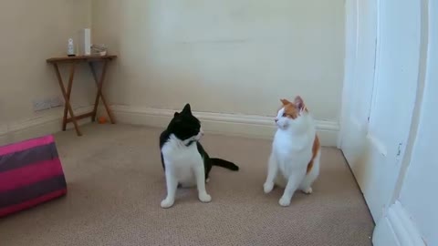 Cute Cat Fight 💞 | Cats Fighting With Each other 😍 | Cats Playground