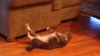 cat who loves to exercise