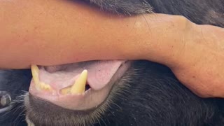 Bear Likes Licking Person's Arm