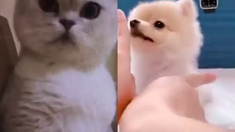 Funny Cats | Best cat viral videos