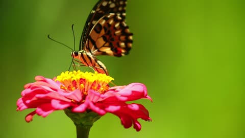 Heimische Schmetterlingsarten