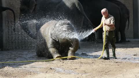 Zookeeper Showering a Baby Elephant