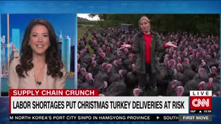 CNN: "Labor shortages put Christmas turkey deliveries at risk"