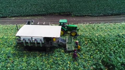 World Modern Agriculture Technology - Pumpkin, Brussel Sprout, Walnut Harvesting Machine 2022