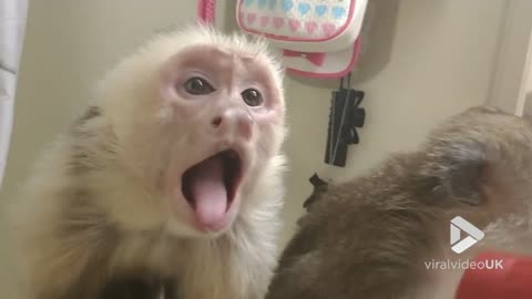 Monkeys love getting the hair dryer