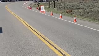 Bear Cub Plays With Traffic Cone