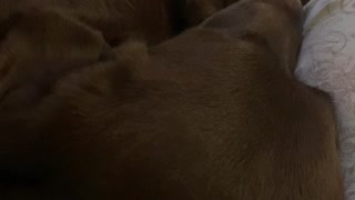 Chocolate Labrador cuddles