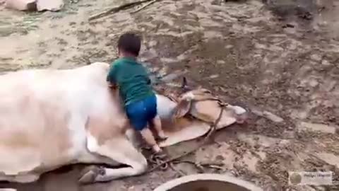 cow and children are playing. #village #animals #villagevlog #viral_video #cow #cowlover #cowvideos