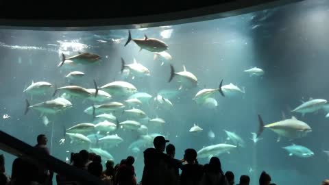 Tuna in aquarium