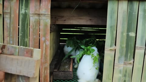 Catfish Harvest, Millions of Profit Successful Techniques for Breeding Catfish and Raising Rabbits!