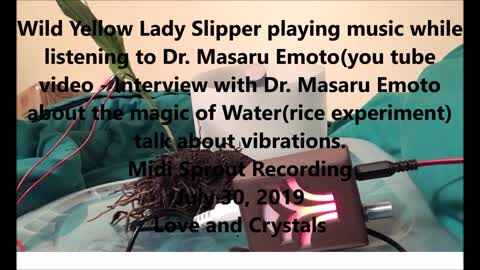 Listen the Wild Yellow Lady Slipper and she listens to Dr Emoto talk about Vibration