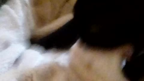 Jekyll the kitten caught making biscuits, gets embarrassed.