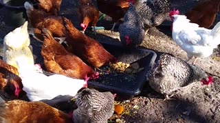 Chickens Love Good Food