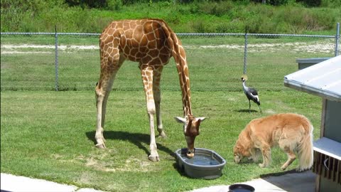 Baby Giraffe & Golden Retriever Dog - Best Friends! - Eating Food & Drinking Water At The Zoo