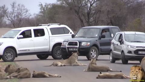 Largest Lion Pride Ever Blocking Road In Kruger Park