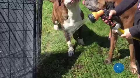 Dehydrated Pitbull Attacks Girl with Hose
