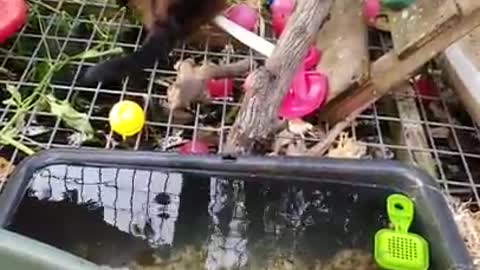 Monkey Eats a Yummy Earthworm