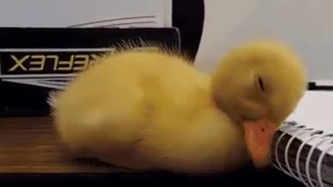 Cute Duckling Gets Sleepy 2