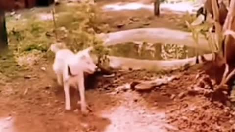 Funny dog and fuuny video