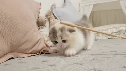 Cute Baby Kitten Playing