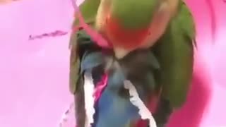 Cute Parrot putting tissues on his back to look beautiful