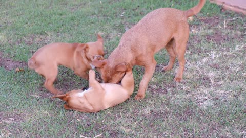 Dogs Playing With Each Others