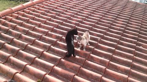 Cats fighting on roof and falling