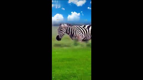 Zebra fighting with tigers