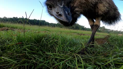 Emu Proof