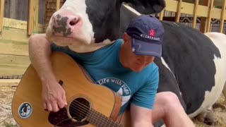 Cow Listens to Man Sing