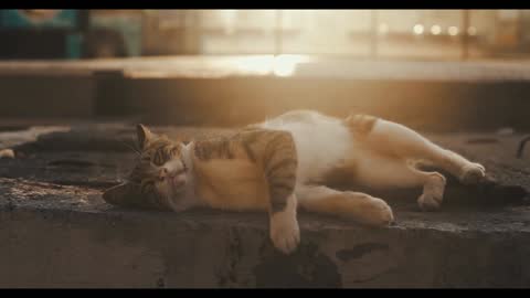 Cats Attitude status | Lazy Cats Video | Cute Cats Video