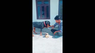 Tame Rottweiler stops puppy(fake) from getting beaten.