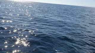 Boat Chased by Shark 18 Miles Offshore