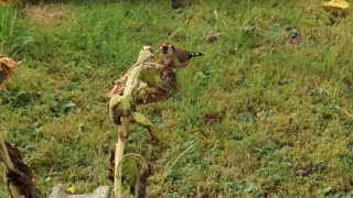 Wild goldfinch in picturesque nature