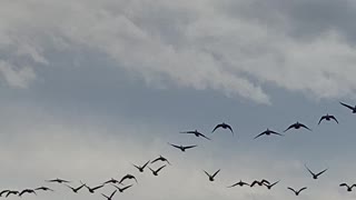 Landing zone! Canadian geese coming in!