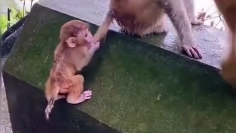 Best Funny Animal Videos of the year (2021), funniest animals ever. relax with cute animals