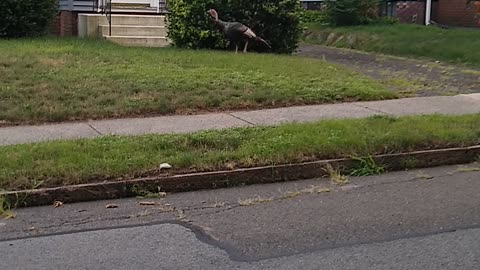 Wild turkeys