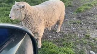 Angry Ram Asserts His Authority Over Car