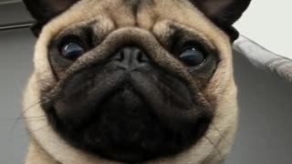 Pug not impressed by front camera face rolls
