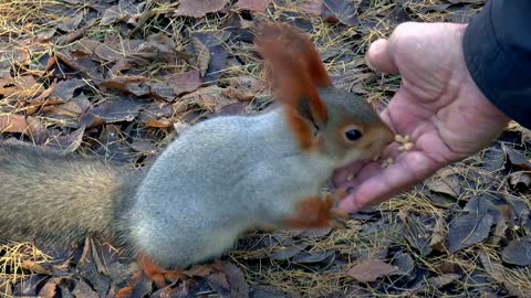 What to Feed Squirrels in Backyard – How To Attract Squirrels!