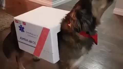 Funny Videos : Most Cute Dogtor... 😂😂