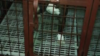Dog has Become an Escape Artist