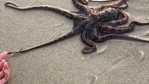 Adorable Octopus Interrupts Beach Photoshoot