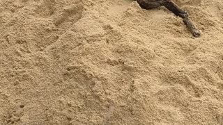 Two dogs play in a giant pile of sand