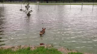 My dog thinks rising flood water is a personal swimming pool!