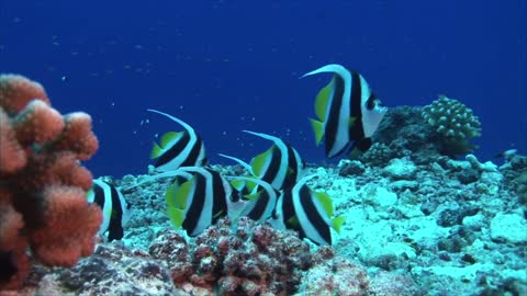 Tropical fish banner / Fish on coral reef